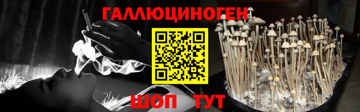 Псилоцибиновые грибы Psilocybine cubensis Клин